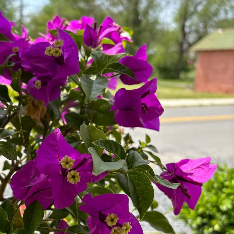 Purple Queen Covers Structures With Rich Color Purple Queen Covers Structures With Rich Color