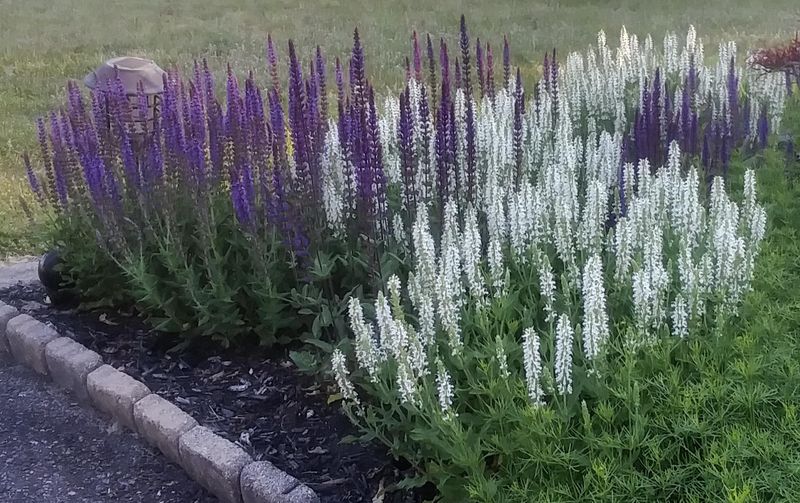 Purple Sage Handles Lean Soil Better Than Ornamental Grasses