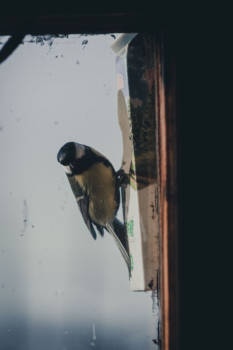 Put Up Decals To Stop Window Collisions