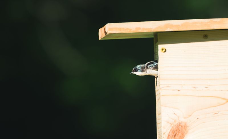 Put Up Nest Boxes