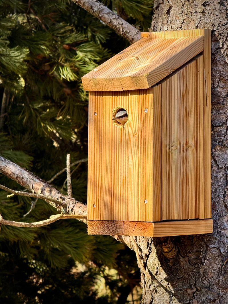Put Up Species-Specific Nest Boxes