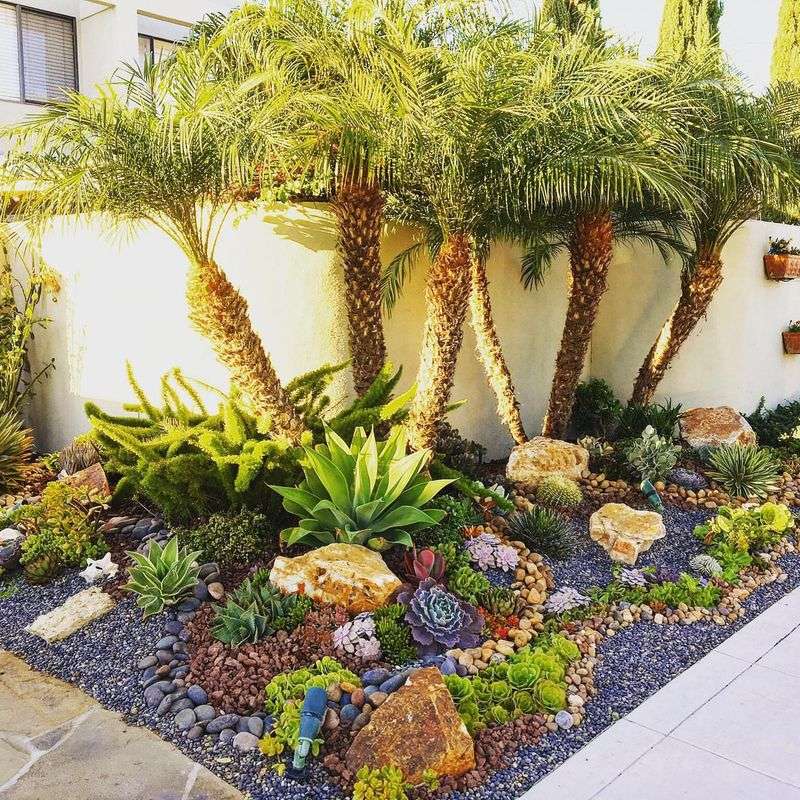 Pygmy Date Palm Adds Small Scale Resort Energy Pygmy Date Palm Adds Small Scale Resort Energy