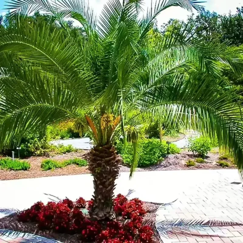 Pygmy Date Palm Stays Small Near Walkways