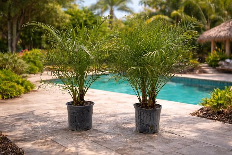Pygmy Date Palm Pygmy Date Palm