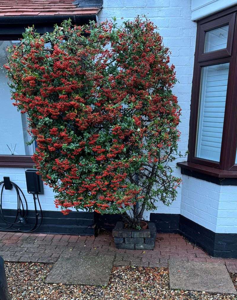 Pyracantha Belongs Away From Foot Traffic Pyracantha Belongs Away From Foot Traffic