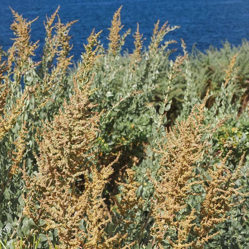 Quail Bush Handles Dry Open Areas