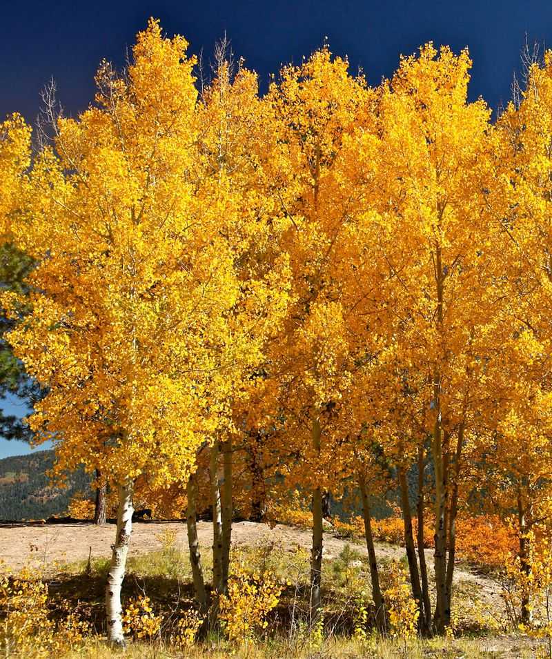 Quaking Aspen Brings A Deciduous Buffer To Fire-Prone Edges