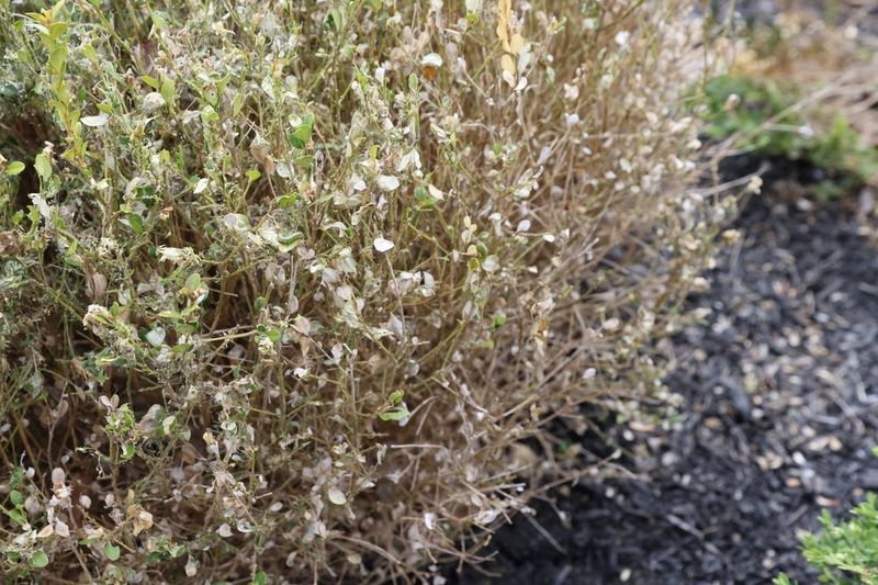 Quarantine Counties Need Extra Care Before Moving Boxwoods