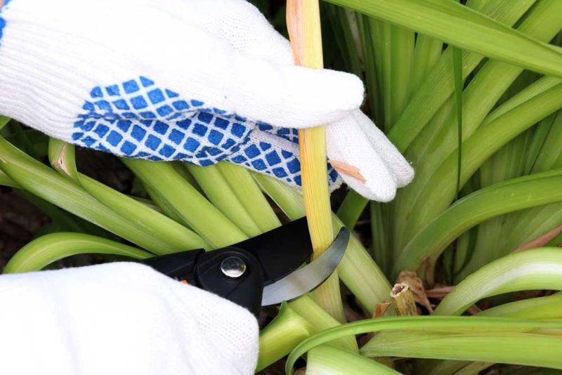 Quick Pruning Removes The Ugliest Damaged Leaves
