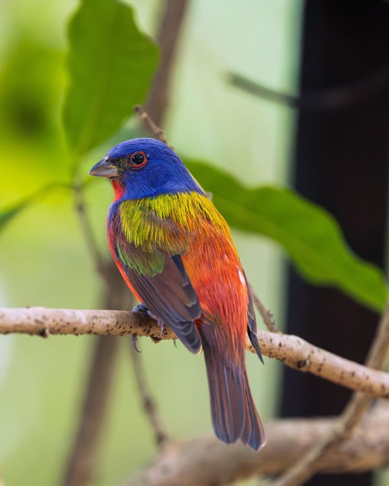 Quiet Corners Help Birds Feel Secure Quiet Corners Help Birds Feel Secure