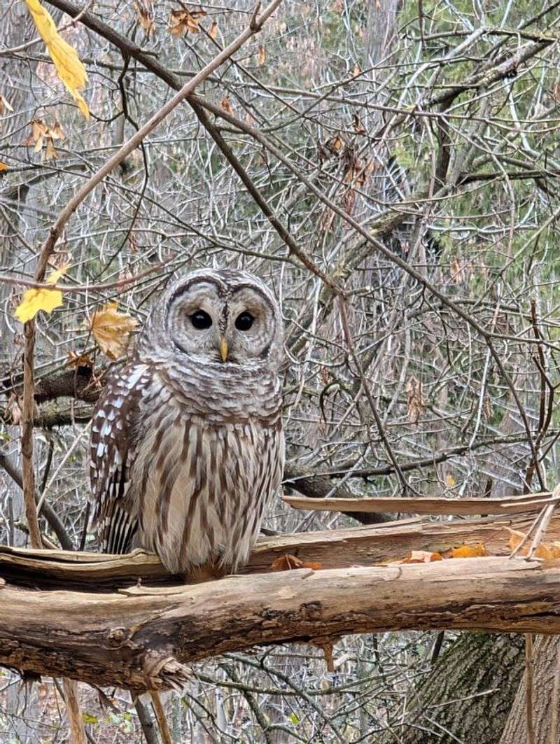 Quiet Corners Help Roosting Owls Feel Safer Quiet Corners Help Roosting Owls Feel Safer