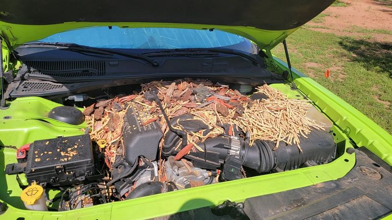 Quiet Vehicle Hoods Become Safe Hangouts