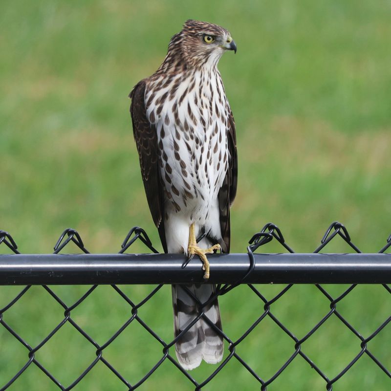Quiet Yards With Repeated Animal Traffic