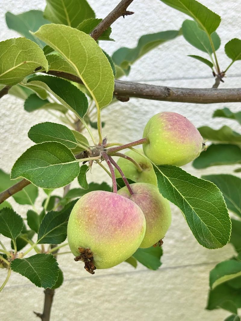 Quince Handles Warm Summers With Less Fuss Than Apples