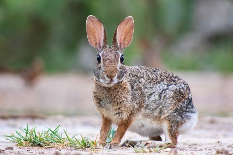 Rabbit Repellent Rabbit Repellent