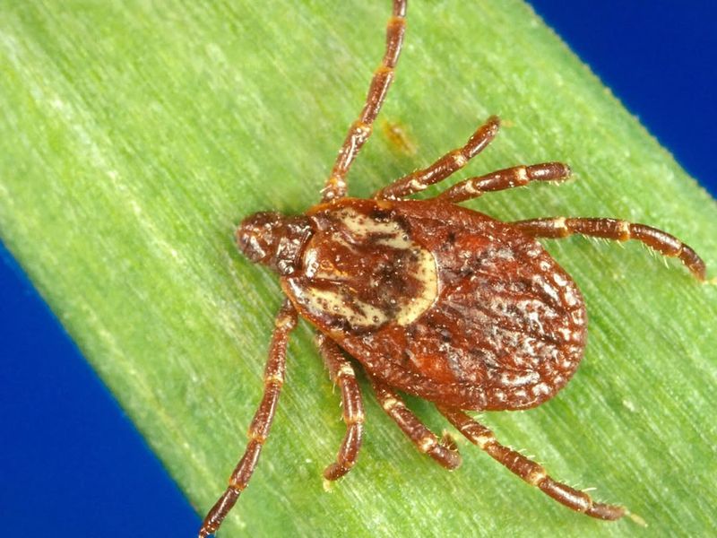 Rabbit Tick (Haemaphysalis Leporispalustris)