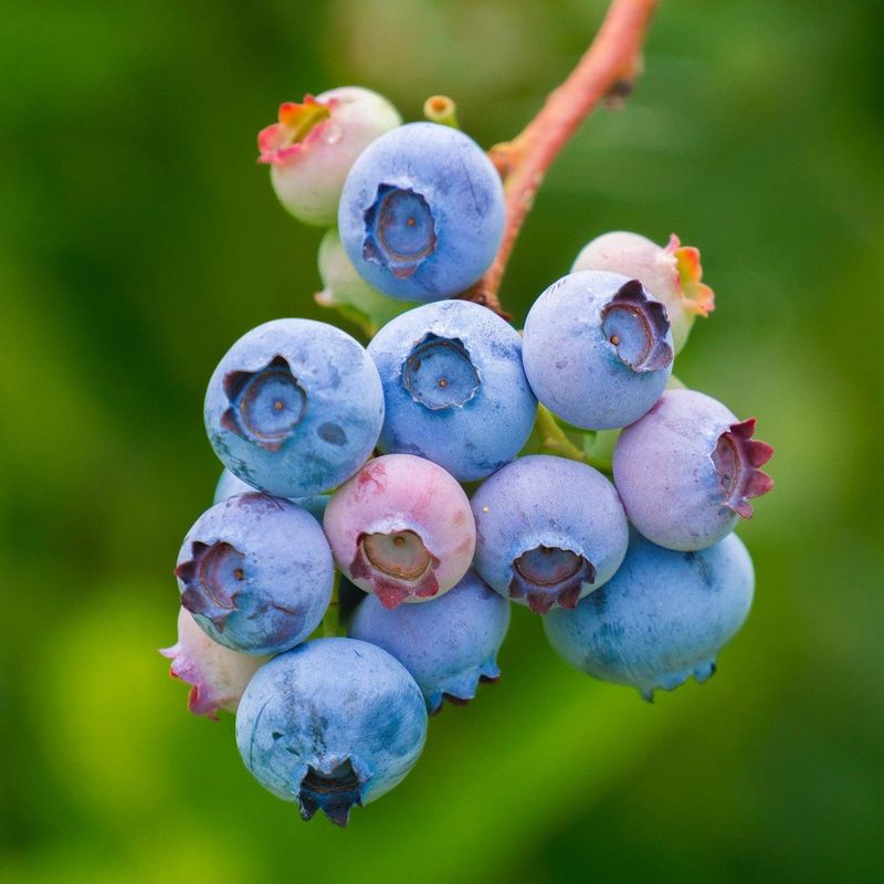 Rabbiteye Blueberry Brings Fruit And Seasonal Beauty