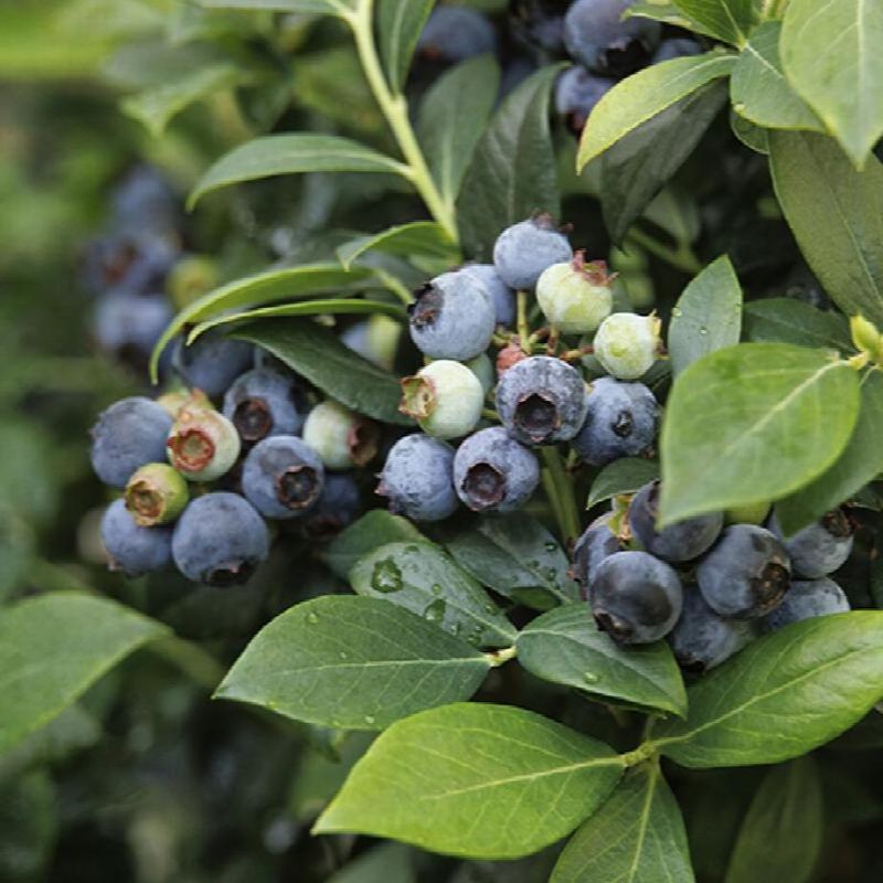 Rabbiteye Blueberry Supports Bees And Birds Rabbiteye Blueberry Supports Bees And Birds
