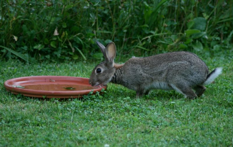 Rabbits Rabbits