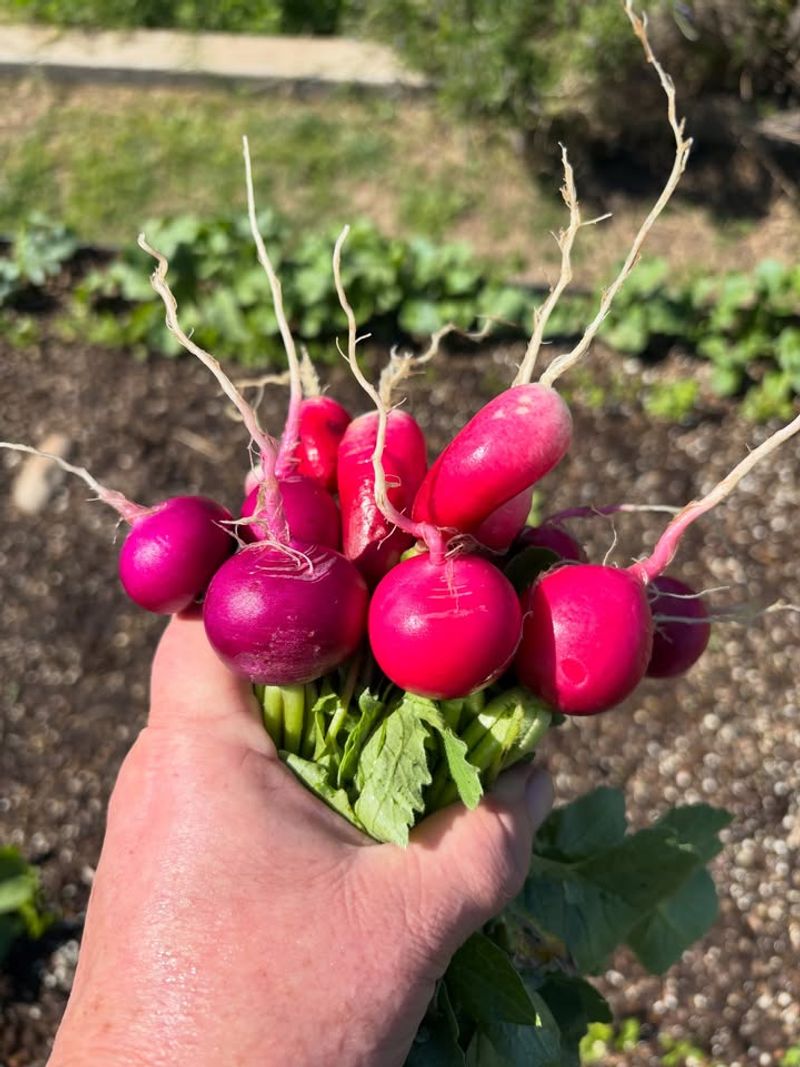 Radishes 