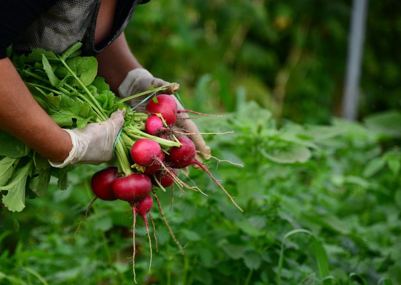 Radishes