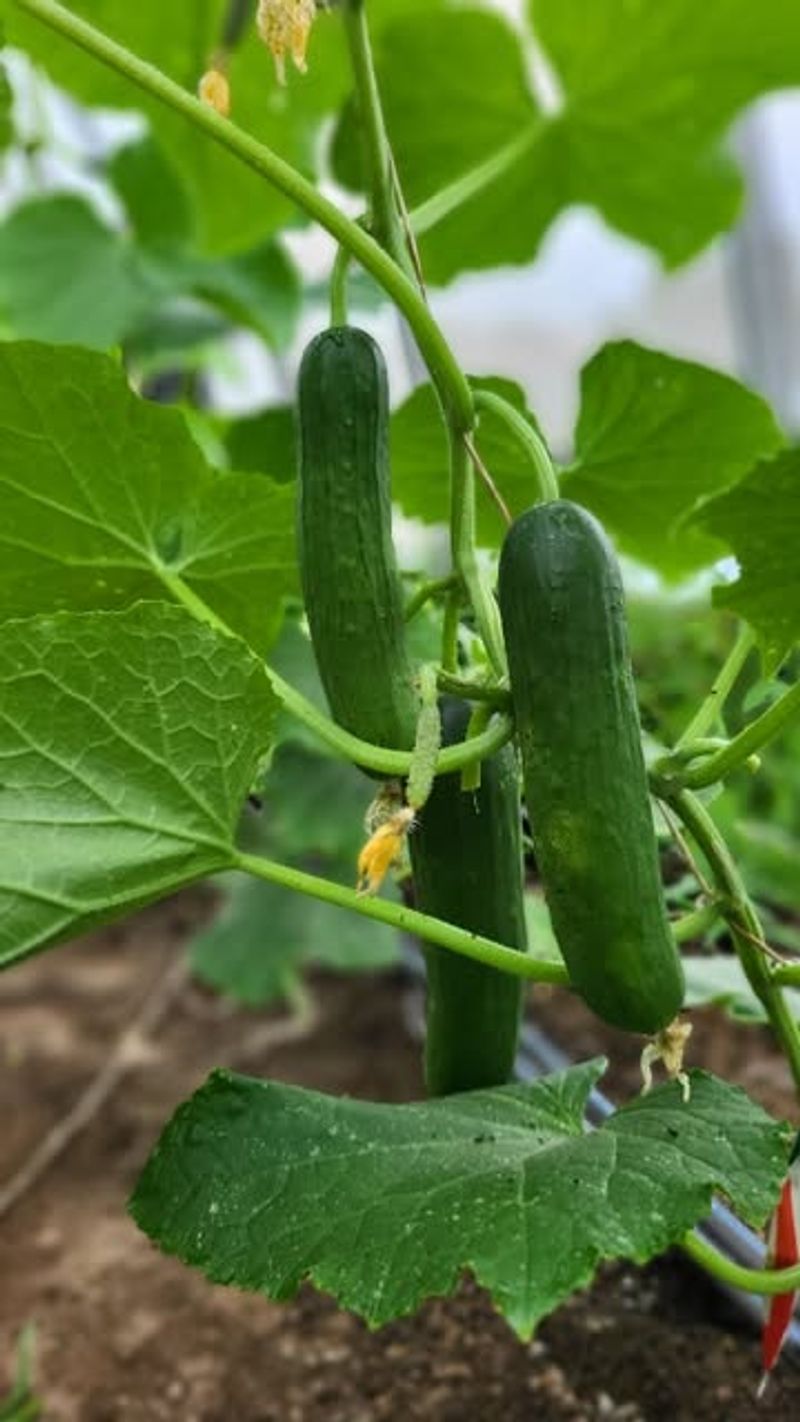 Radishes - Grow Cucumbers Instead Radishes - Grow Cucumbers Instead