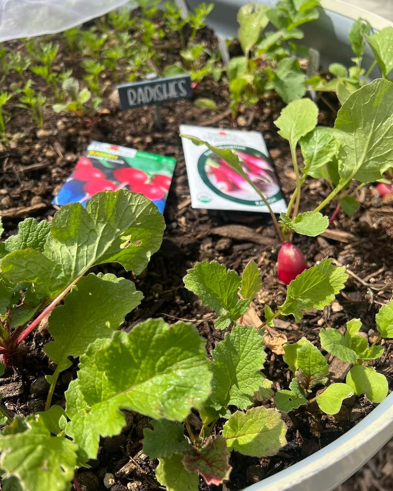Radishes Grow Fast Between Bigger Crops