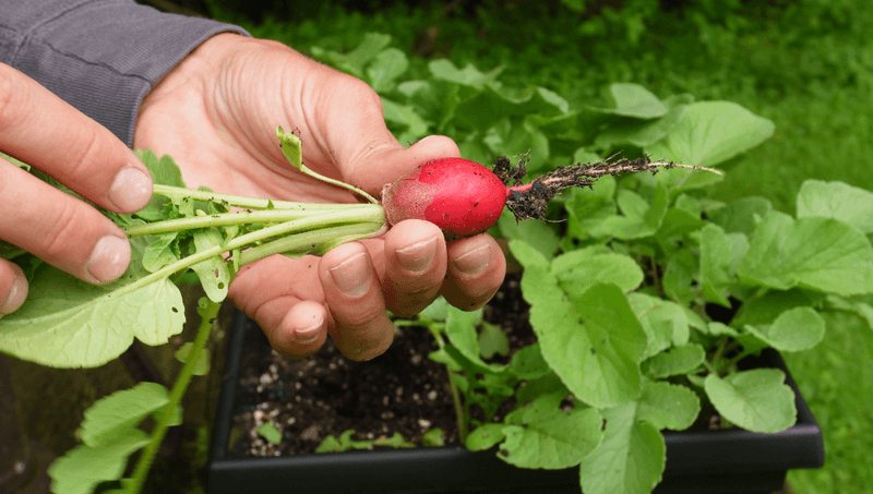 Radishes Produce Quickly In Limited Light Radishes Produce Quickly In Limited Light