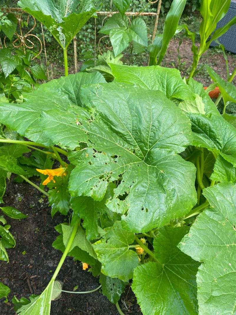 Ragged Leaf Holes Are An Early Clue
