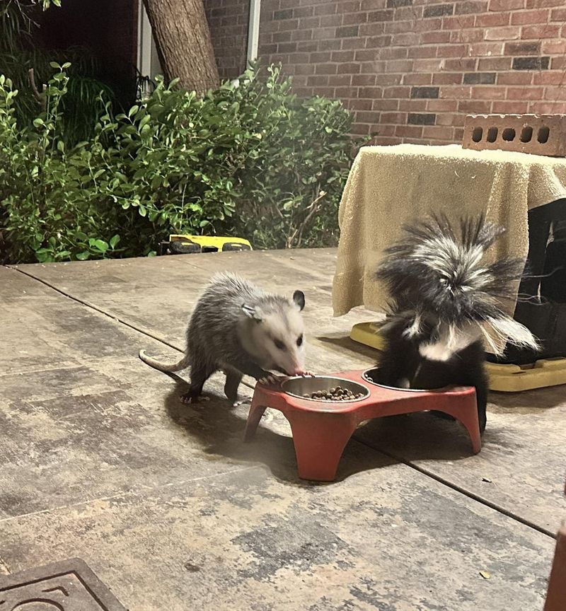 Raided Pet Food Bowls