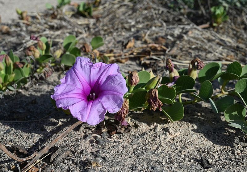 Railroad Vine Covers Sand Without Brushy Hiding Spots