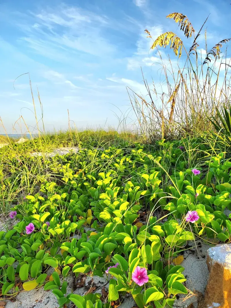 Railroad Vine Grips Coastal Sand Where Grass Struggles Railroad Vine Grips Coastal Sand Where Grass Struggles