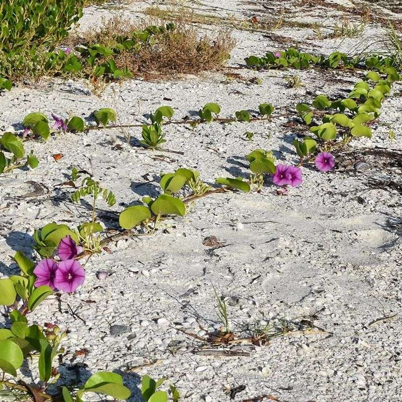 Railroad Vine Keeps Moving Across Hot Sandy Ground