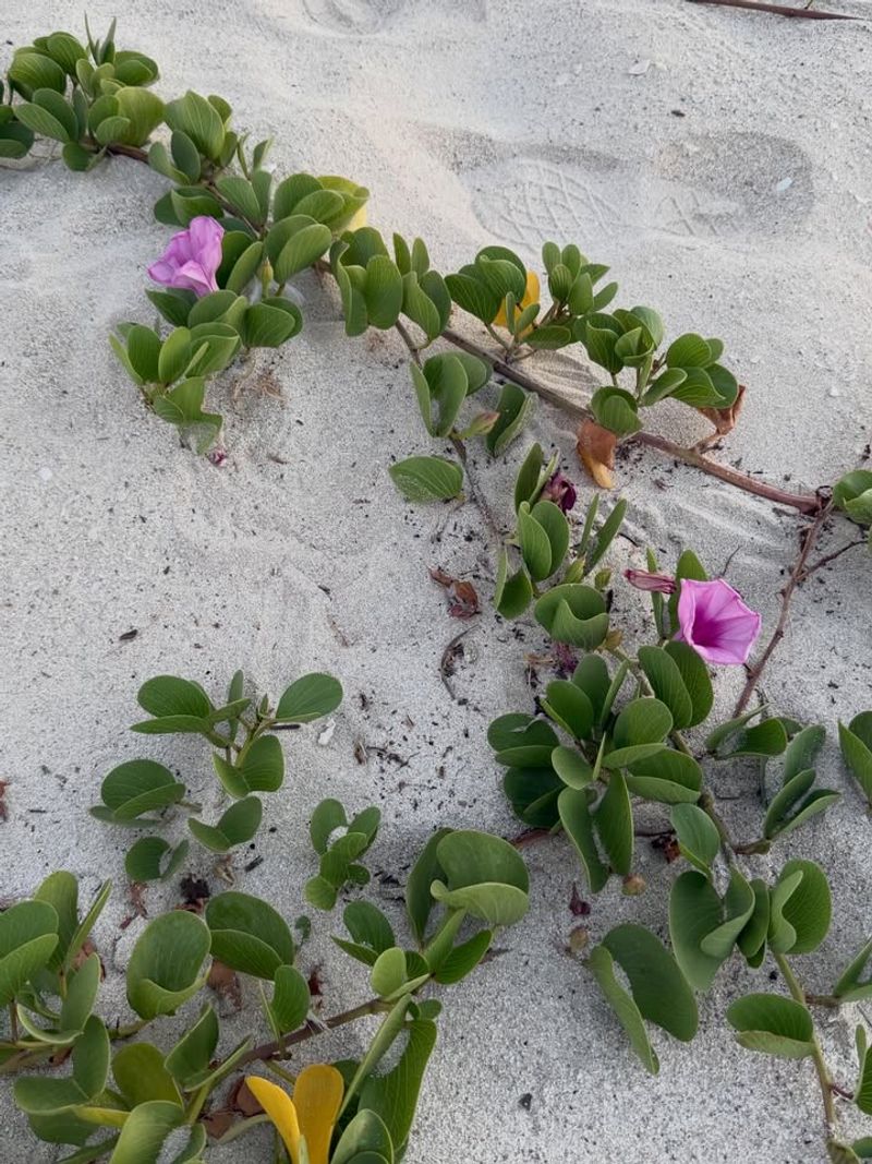 Railroad Vine Runs Through Summer Sand With Ease