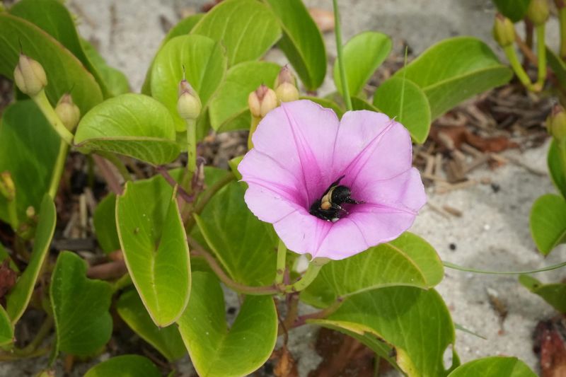 Railroad Vine Suits Sandy Coastal Areas