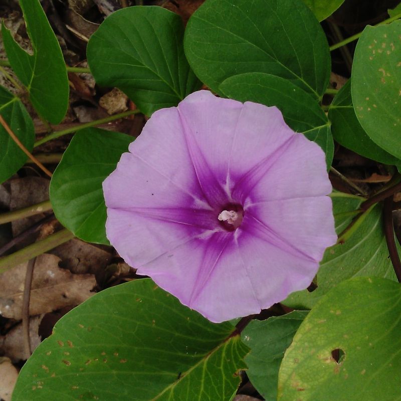 Railroad Vine Works Where Coastal Sand Needs Clean Coverage Railroad Vine Works Where Coastal Sand Needs Clean Coverage