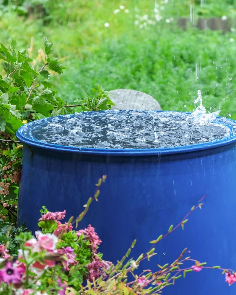 Rain Barrels Provide Backup Water During Dry Spells