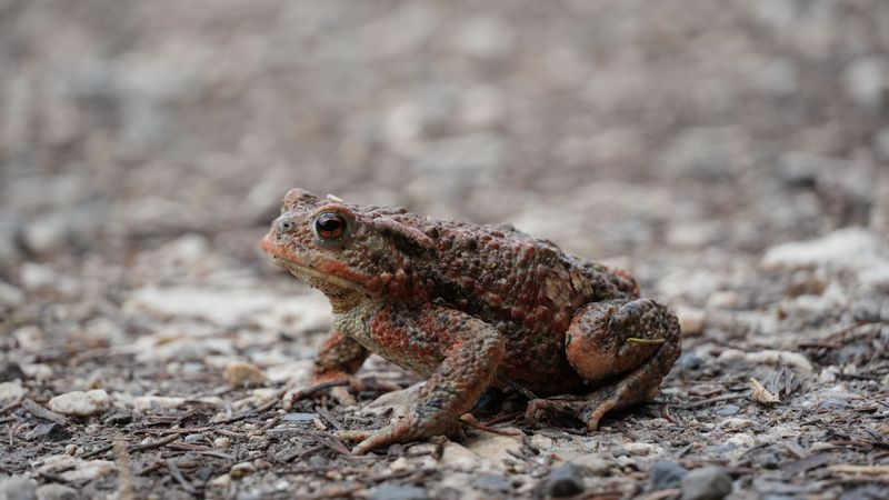 Rain Gives Toads A Reason To Move Rain Gives Toads A Reason To Move