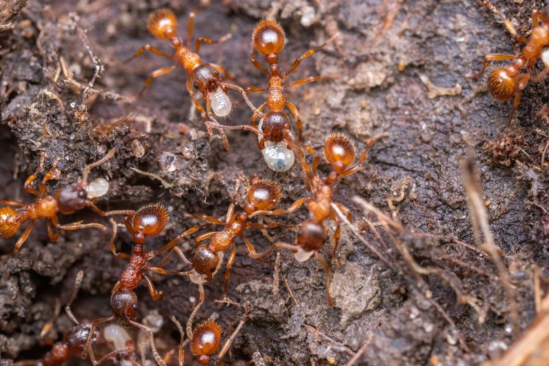 Rain Reveals Already Existing Colonies