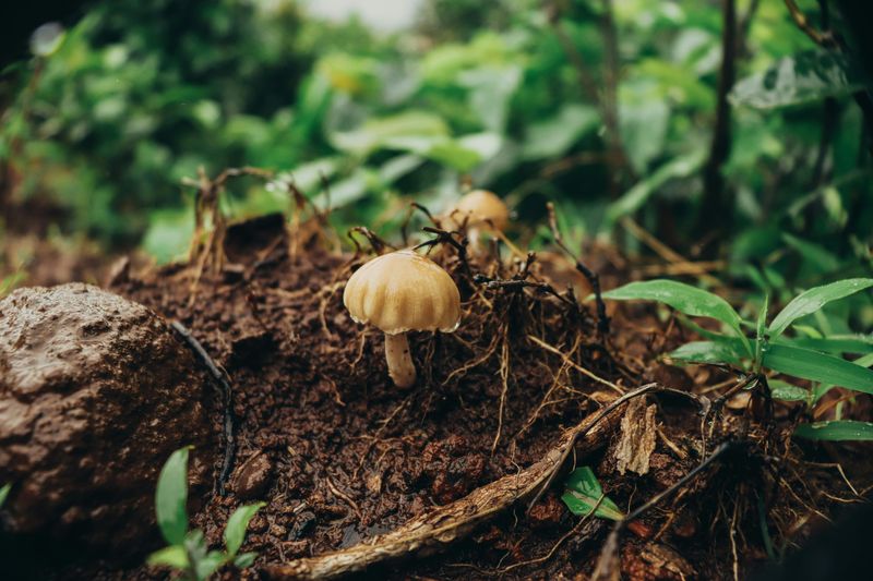 Rain Saturates The Soil Profile And Wakes Up Dormant Fungi