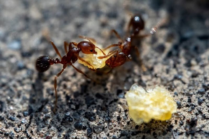 Rain Speeds Up Egg Hatching