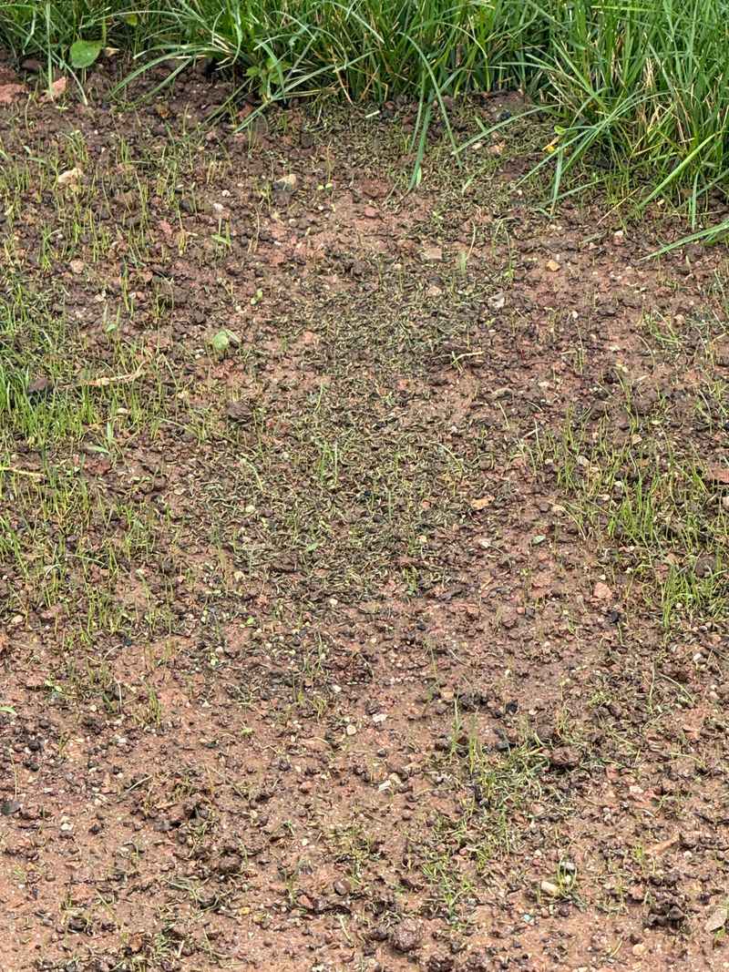 Rainfall And Leaching Keep Many Soils Acidic Rainfall And Leaching Keep Many Soils Acidic