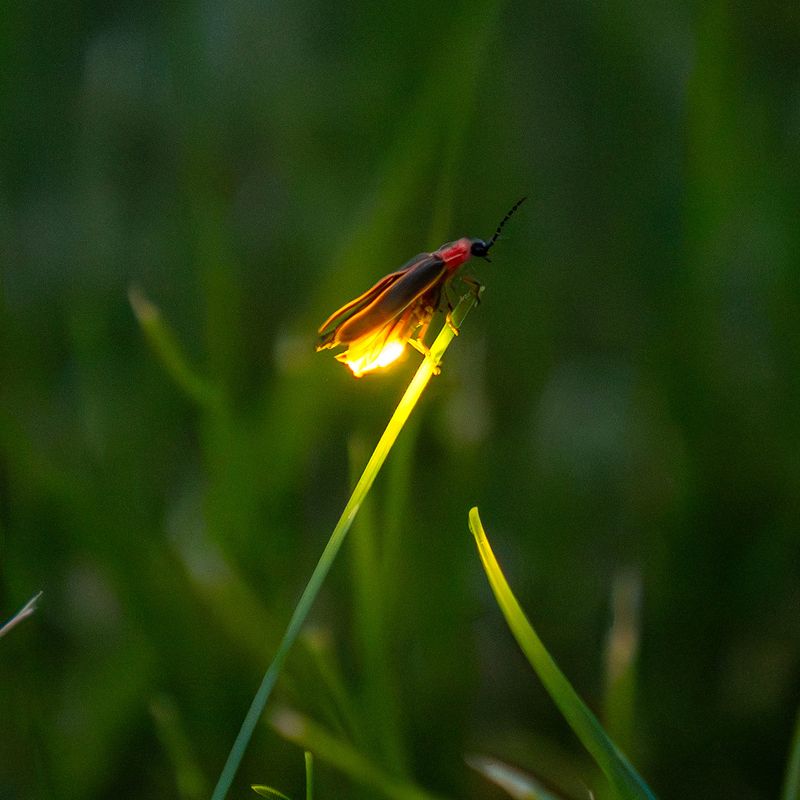 Rainy Weather Creates Better Firefly Conditions Rainy Weather Creates Better Firefly Conditions