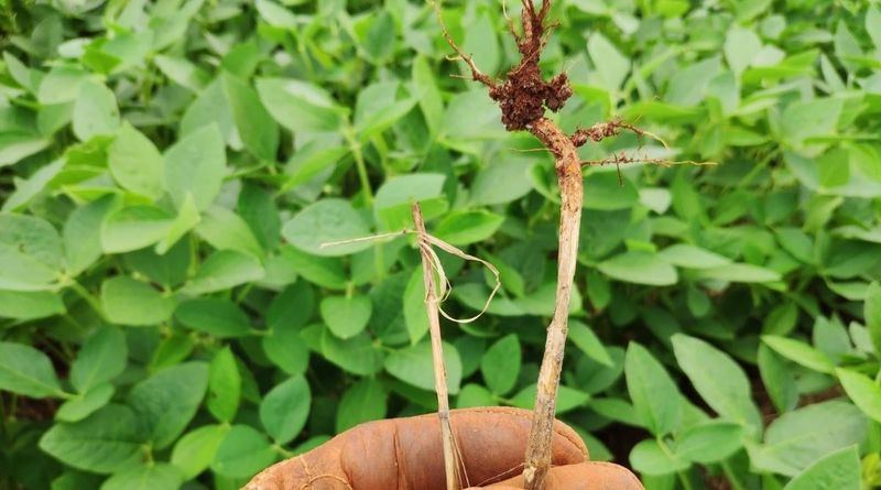 Raised Rows Help In Heavy North Carolina Clay Raised Rows Help In Heavy North Carolina Clay