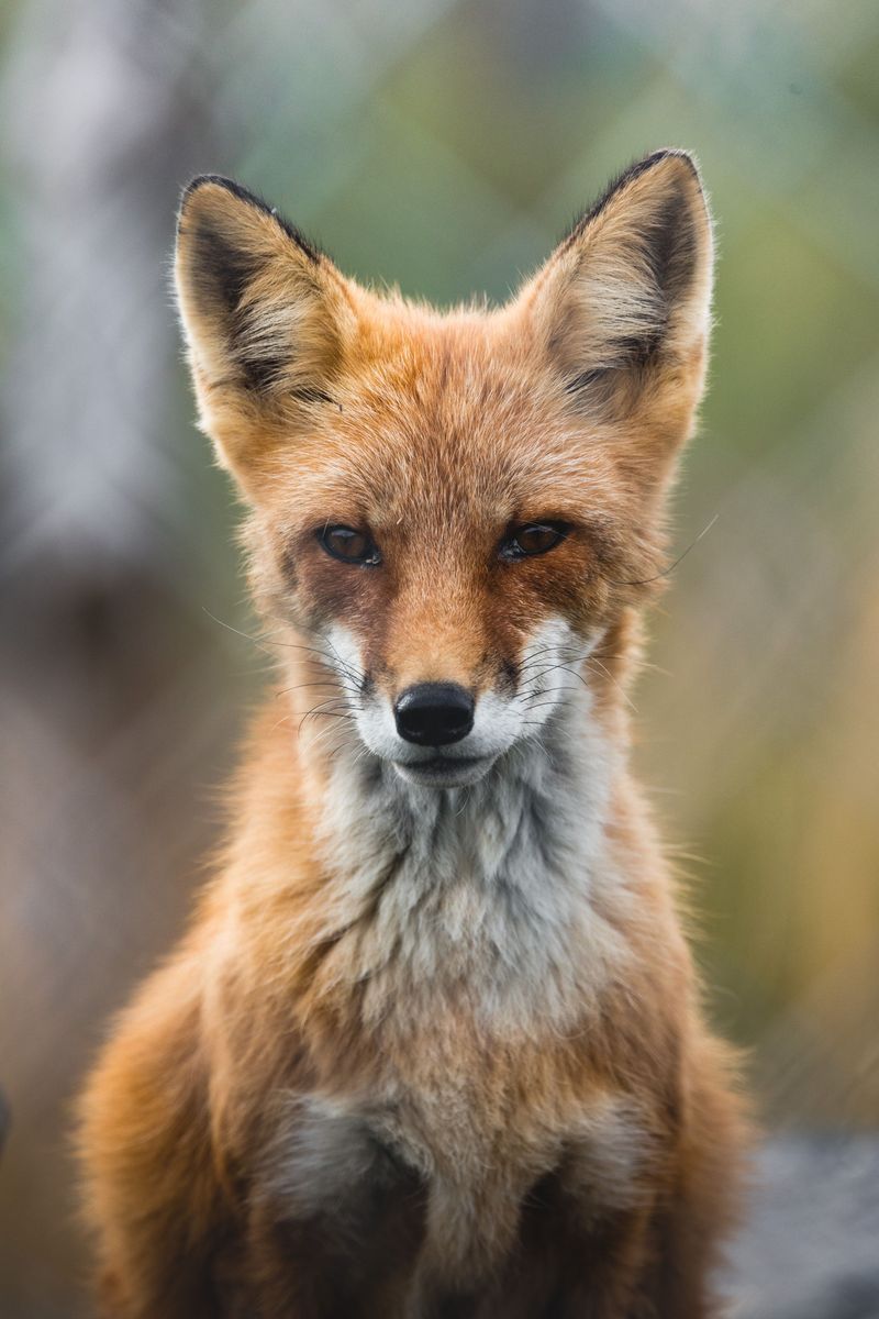 Raising Spring Kits Drives It To Roam Raising Spring Kits Drives It To Roam