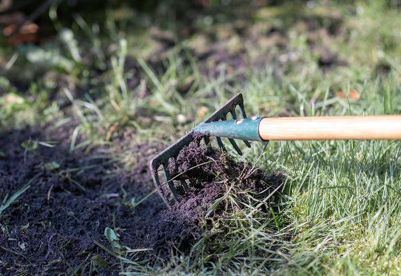 Rake Bare Spots Before You Overseed Rake Bare Spots Before You Overseed