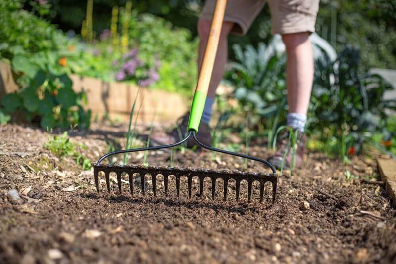 Rake Rain-Crusted Soil So Roots Can Breathe