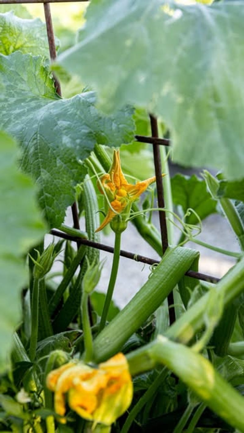 Ramp Up Watering As Fruit Develops