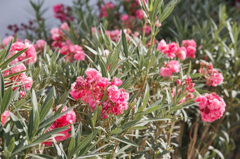 Ranked Among The Most Toxic Garden Plants In The World Ranked Among The Most Toxic Garden Plants In The World