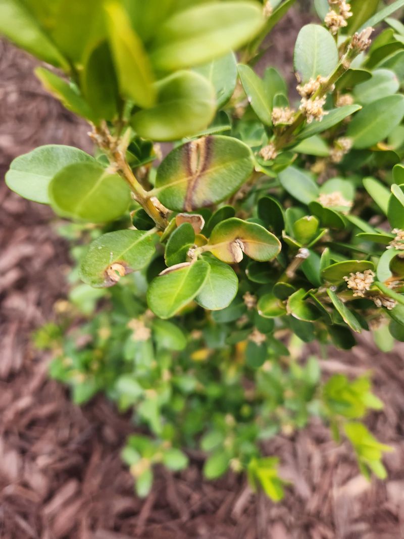 Rapid And Severe Defoliation, Starting From Lower Branches Upward